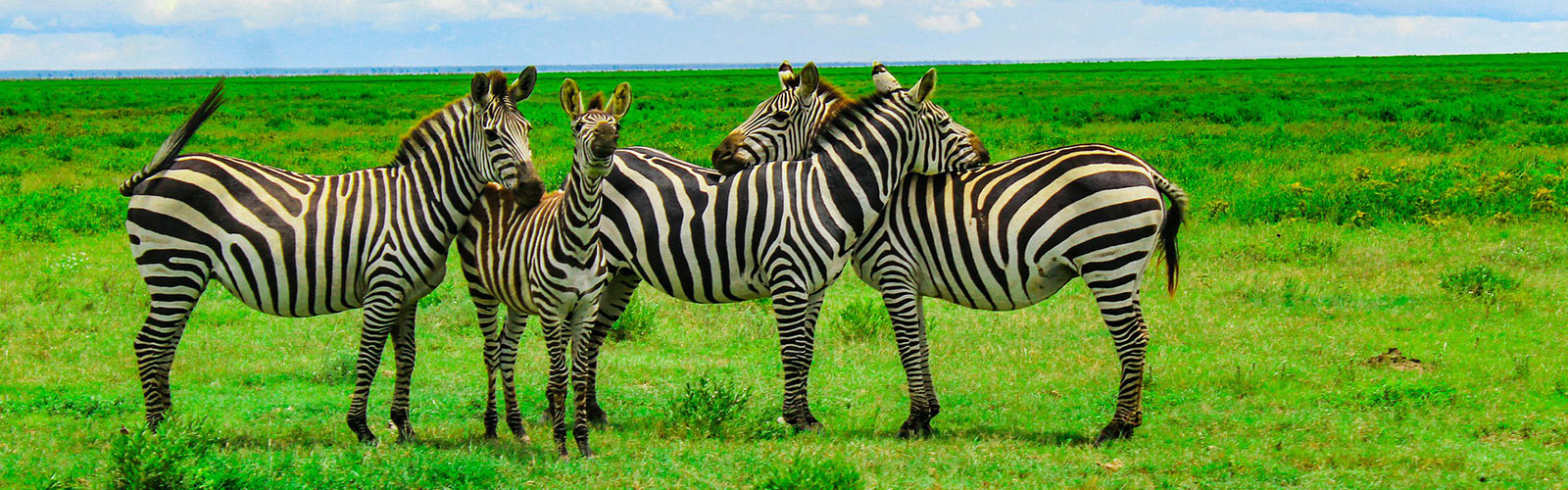 East Africa Safaris
