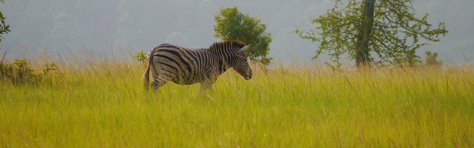 Kenya Safaris
