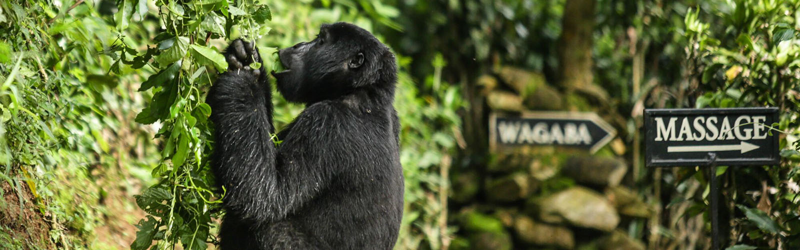 Luxury Gorilla Trekking