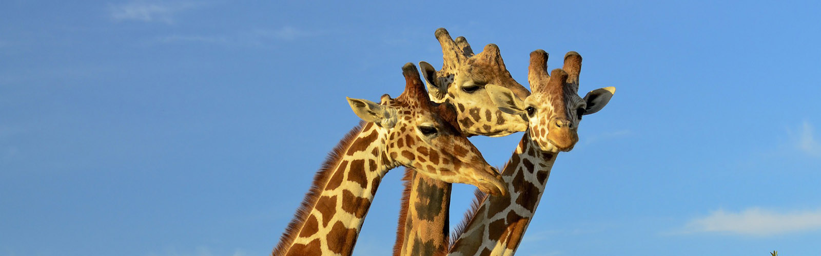 Tanzania Safaris