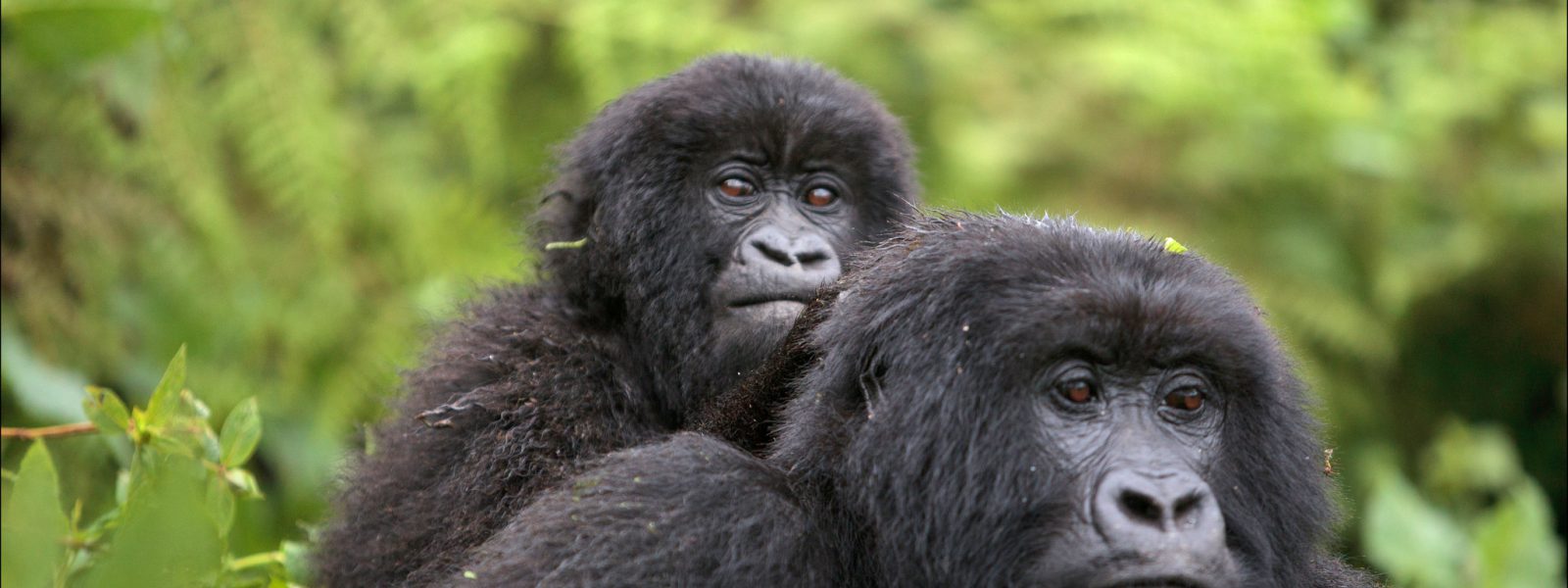 2 Days Uganda Gorilla Trekking From Kigali