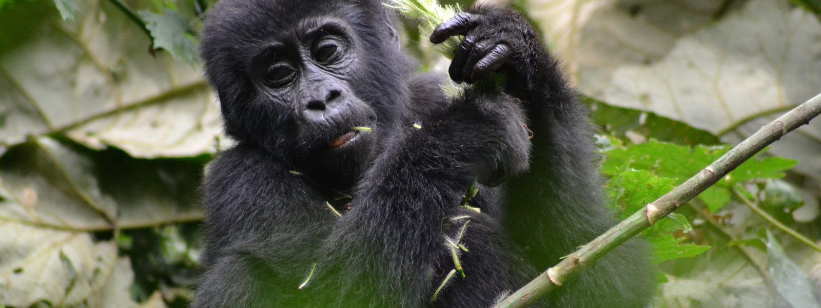 3 Days Bwindi Gorilla Trekking from Entebbe