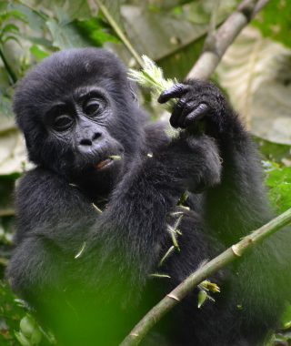 3 Days Bwindi Gorilla Trekking from Entebbe