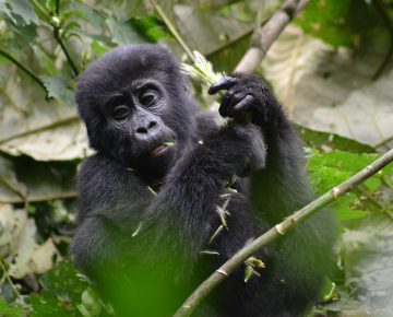 3 Days Bwindi Gorilla Trekking from Entebbe