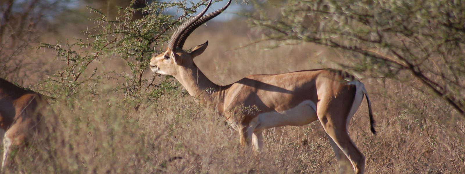 3 Days Lake Mburo Wildlife Safari