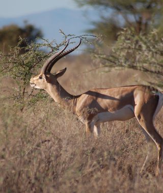 3 Days Lake Mburo Wildlife Safari