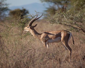 3 Days Lake Mburo Wildlife Safari