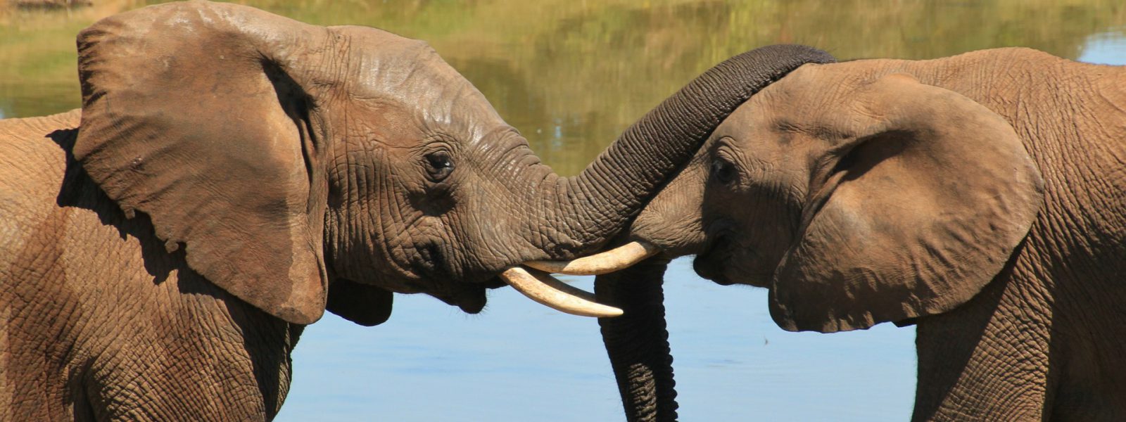 3 Days Queen Elizabeth Wildlife Safari Tour