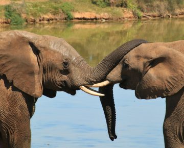 3 Days Queen Elizabeth Wildlife Safari Tour