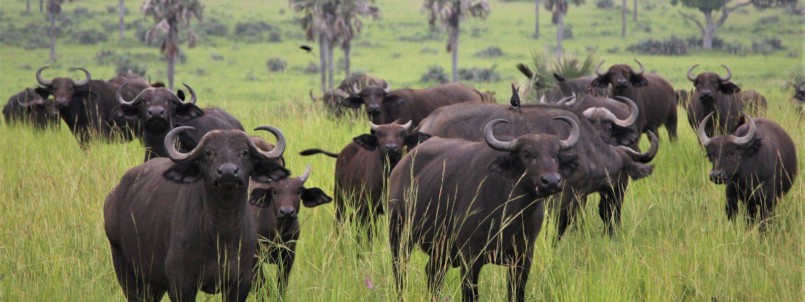 Best Attractions and Places to see in Uganda