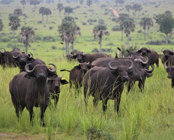 Best Attractions and Places to see in Uganda