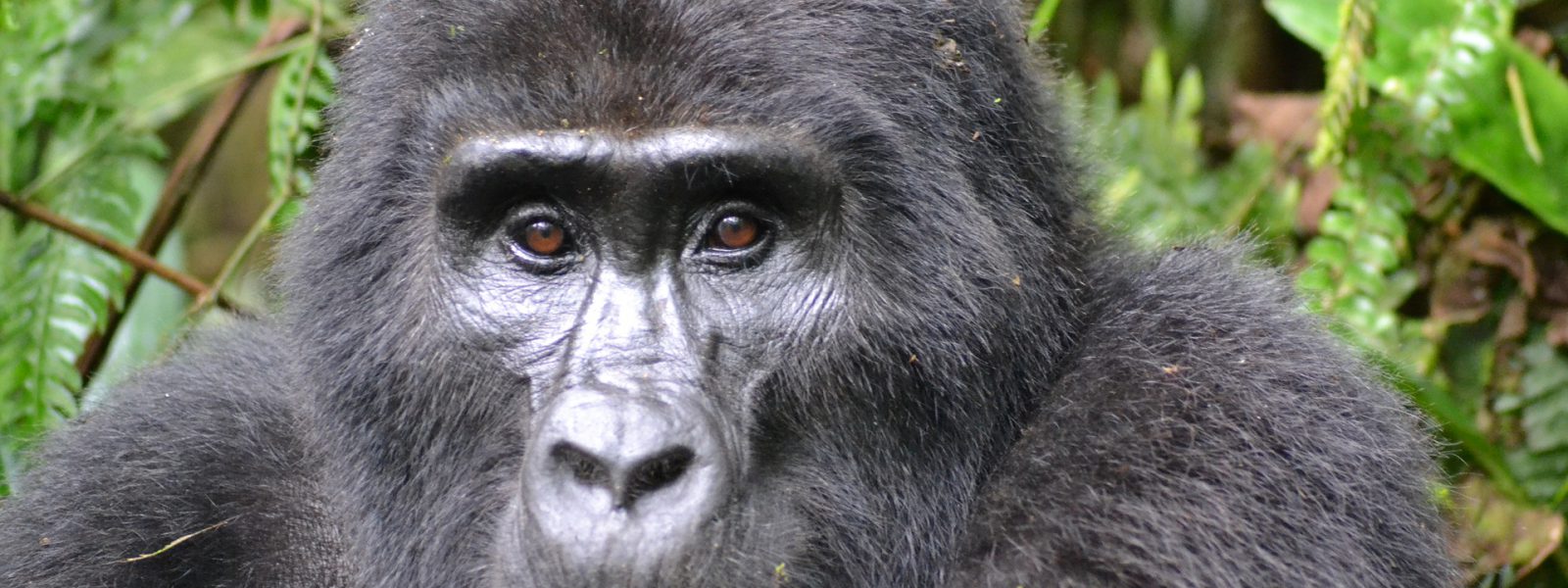 Uganda Gorilla Permits