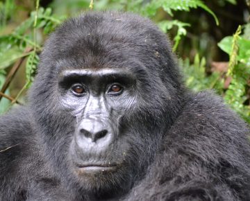 Uganda Gorilla Permits