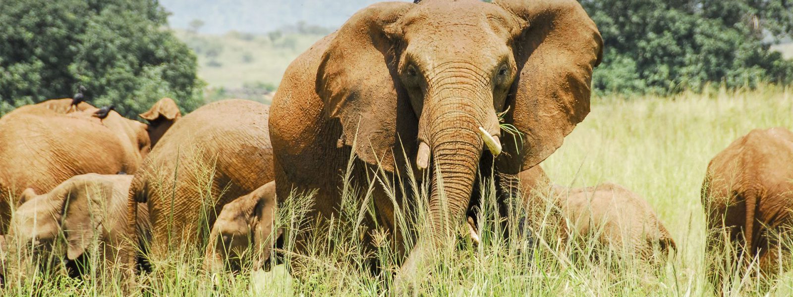 Why Visit Uganda in Africa