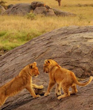 Uganda Lion