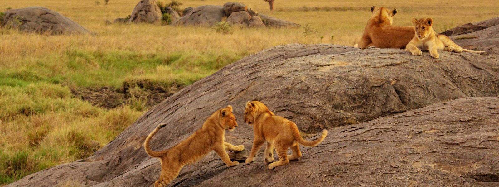 Uganda Lion
