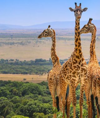 Uganda Safari Giraffe