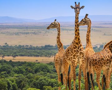 Uganda Safari Giraffe
