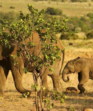 Uganda Safari Elephant