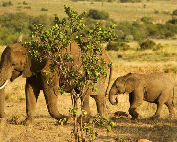Uganda Safari Elephant