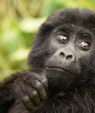 Uganda Safari Tour