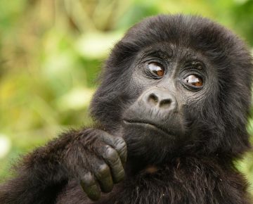 Uganda Safari Tour